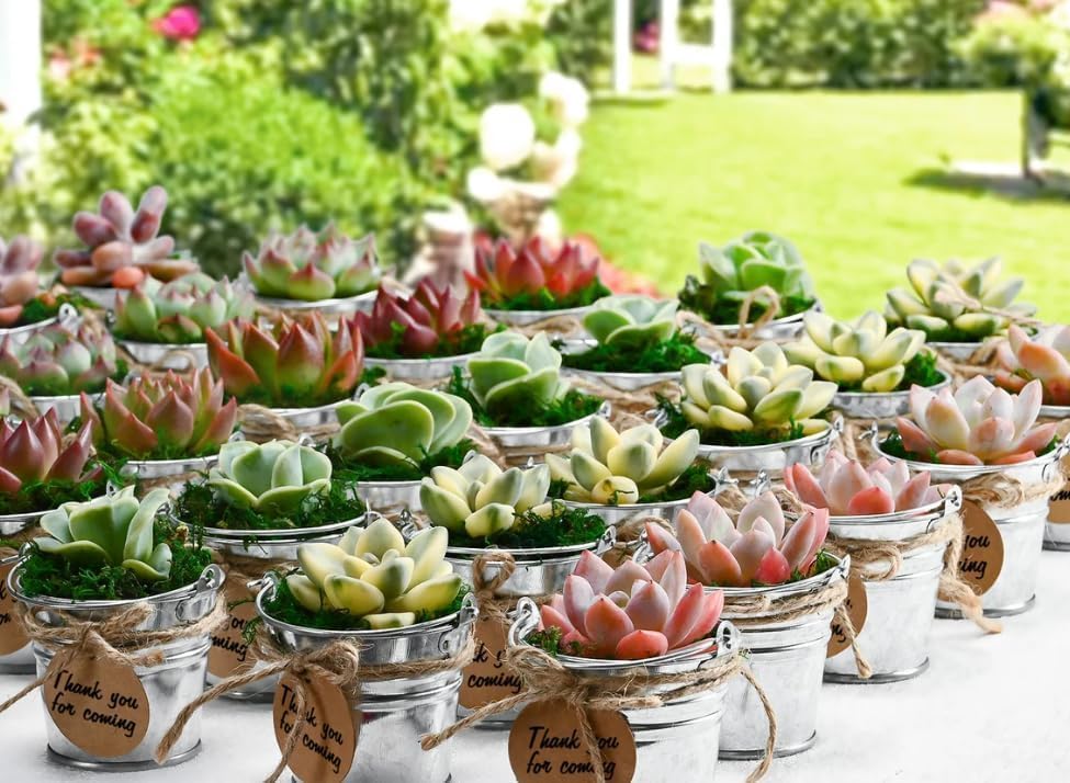 Sprout N Green Live Succulent Plants, 200 Pack Assorted Real Succulents Potted in 2" Starter Pot with Soil Mix, Rare Small Indoor House Plants for Home Garden Wedding Decor Party Favor