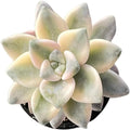 2" Live Succulent Plants Pachyphytum 'Apricot Beauty', Mini Potted Succulents, Easy Care Indoor Houseplant, Unique Gifts, Home Office Décor