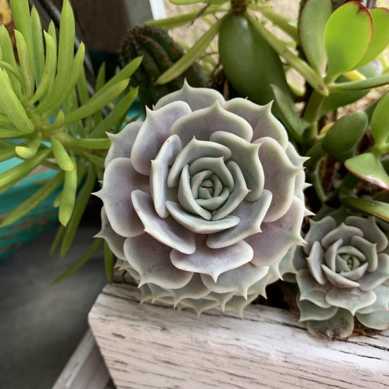 Echeveria Succulents Live Plants for Planting, Live Echeveria Succulents, Live Echeveria Plant, Live Echeveria Succulents, Echeveria Succulents 4 Inch