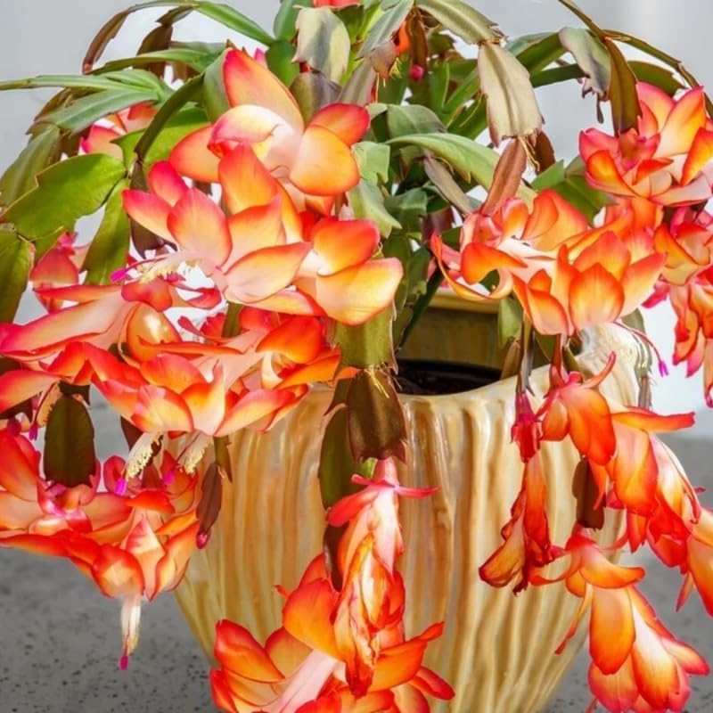 2 Christmas Cactus Plants Live, Holiday Blooming Indoor Plants Live Houseplants, Hanging Baskets Easy Care, Well-Rooted 5-8" Tall, No Pot, Bareroots, Single Stems (Orange Christmas Cactus)