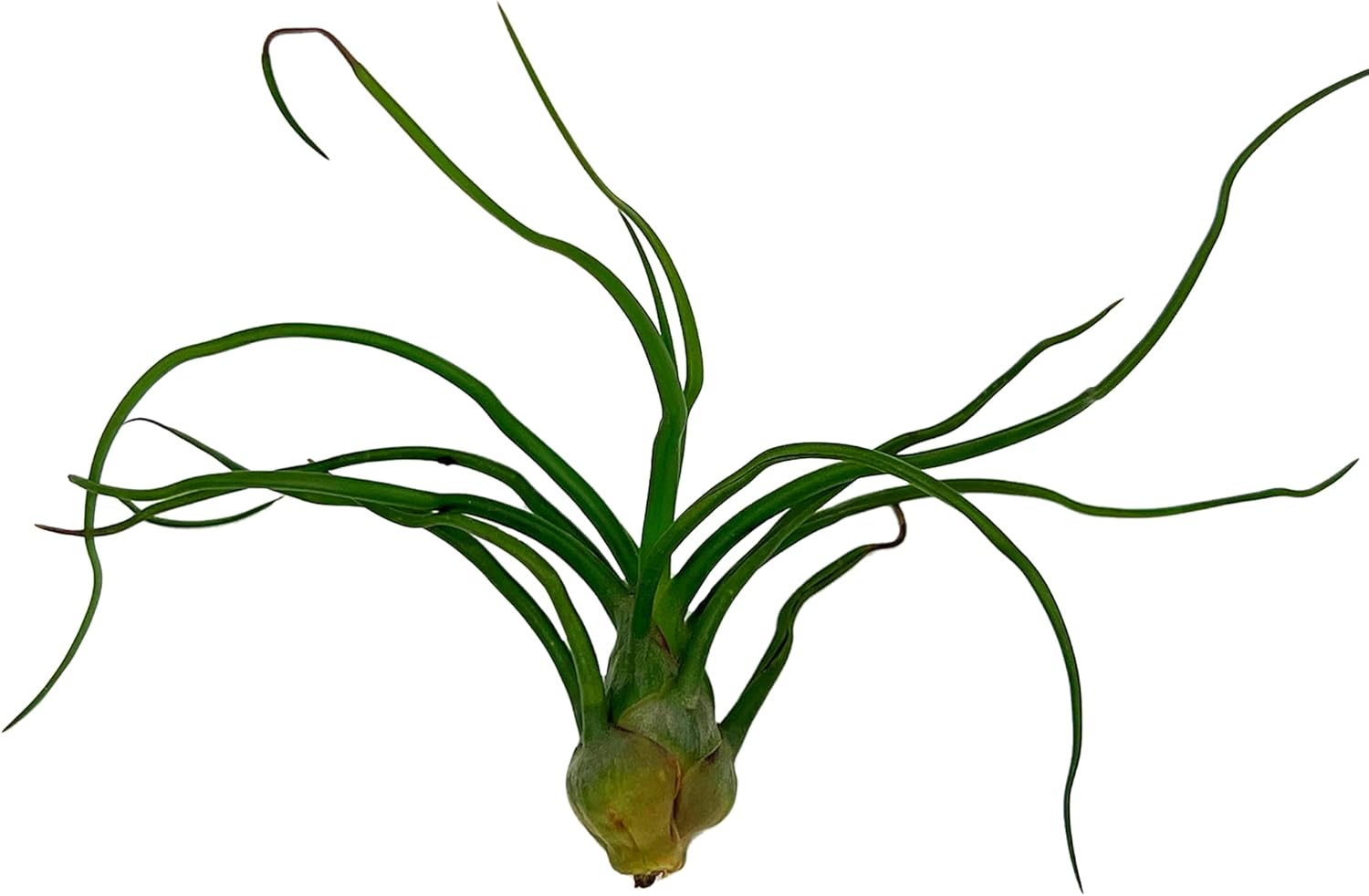 ragnaroc Air Plants - Flowering Tillandsia Bulbosa Guatemala, Large 3-5" - 1ct - Live Arrival Guaranteed - House Plants for Home Decor & Gift
