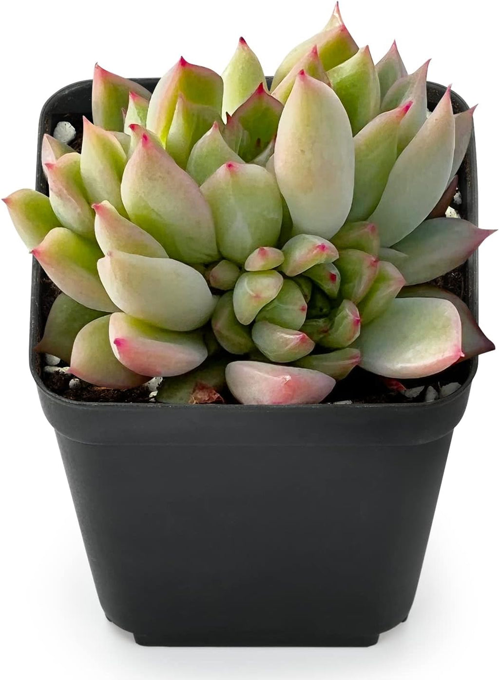 Sprout N Green Echeveria 'Mebina', Rare Live Succulent Plant in 2" Planter with Soil, Home Office Indoor Outdoor Wedding Decoration DIY Projects Party Favor