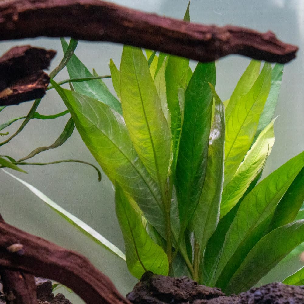 SubstrateSource Live Plants – Nomaphila Stricta – Moderate to High Light, Green, Midground to Background Accent – Lead Bunch, 4 Pack
