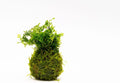 SubstrateSource Live Planted Decor - Mini Bolbitis on Clay Moss Ball - Deep Green Fern Leaves Freshwater Aquatic Plant, Low Light, Foreground to Midground Tank Placement for Aquascaping - 1 Pack