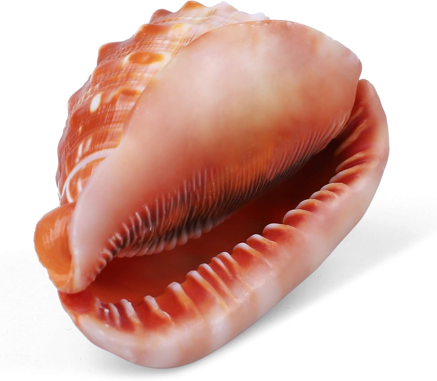 PPCLION 5.5" Large Natural Conch Shells Orange Seashells Great for Beach Theme Party, Home Decorations,DIY Crafts, Fish Tank, Air Plant