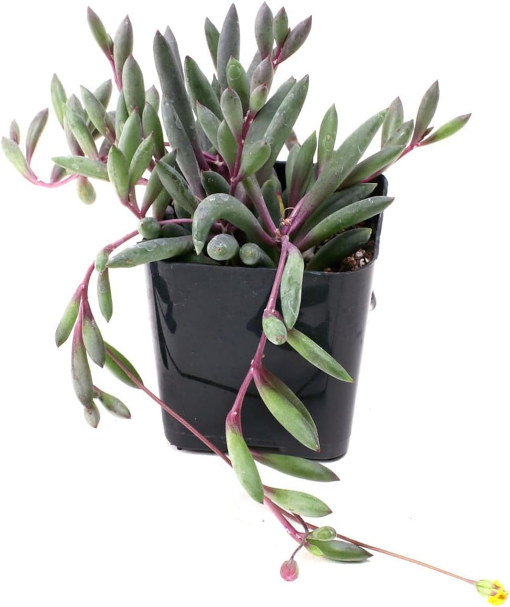 Mountain Crest Gardens Trailing & Strings Succulent Pack - 6 Live Plants in 2 Inch Pots - Real Succulents for Hanging Planters, Home Decor, and DIY Arrangements