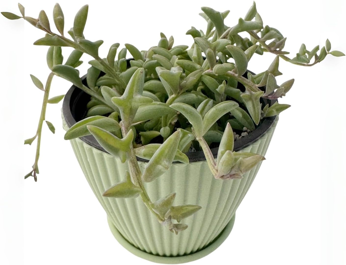 String of Dolphins in 4 inch Green Stripe Pot, Live Succulent Plant Fully Rooted in Pots with Soil, Rare House Plant for Home Office Wedding Decoration DIY Projects Party
