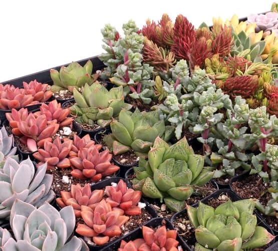 Mountain Crest Gardens Assorted Succulents Bulk Pack - 100 Live Plants in 2 Inch Pots - Real Indoor/Outdoor Succulents for DIY, Gifts, Weddings, and Home Decor