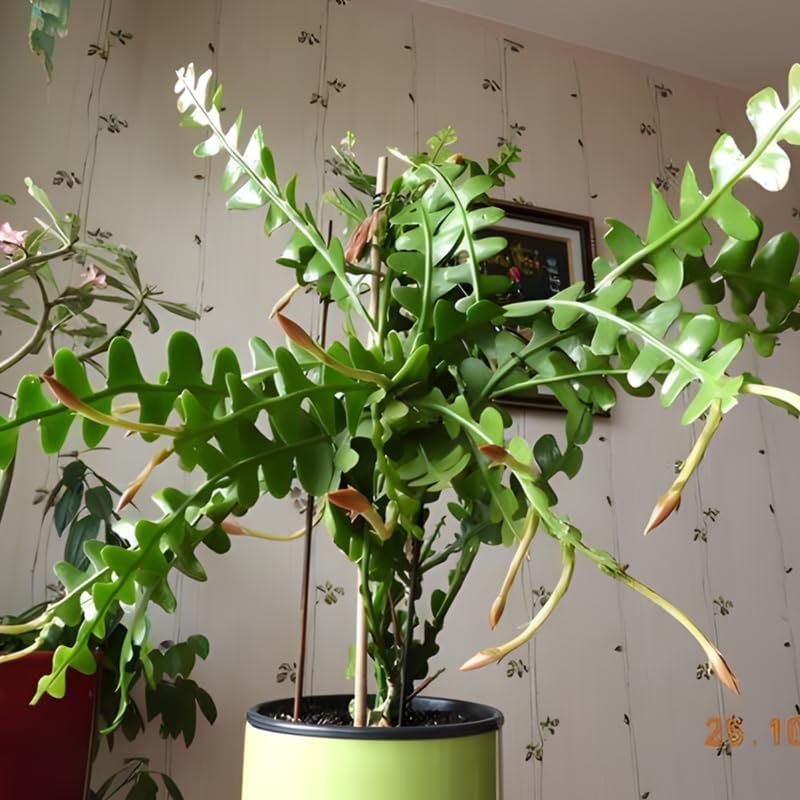 Fishbone Cactus Live Plant in 4" Pot | Eye-Catching RIC Rac Foliage | Beginner-Friendly Indoor Houseplant for Décor |Unique Gift for Plant Enthusiasts