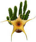 BubbleBlooms Stapelia gigantea, Giant Starfish Flower, Rare Huernia, Zulu Carrion Giant Plant, 4 inch Pot