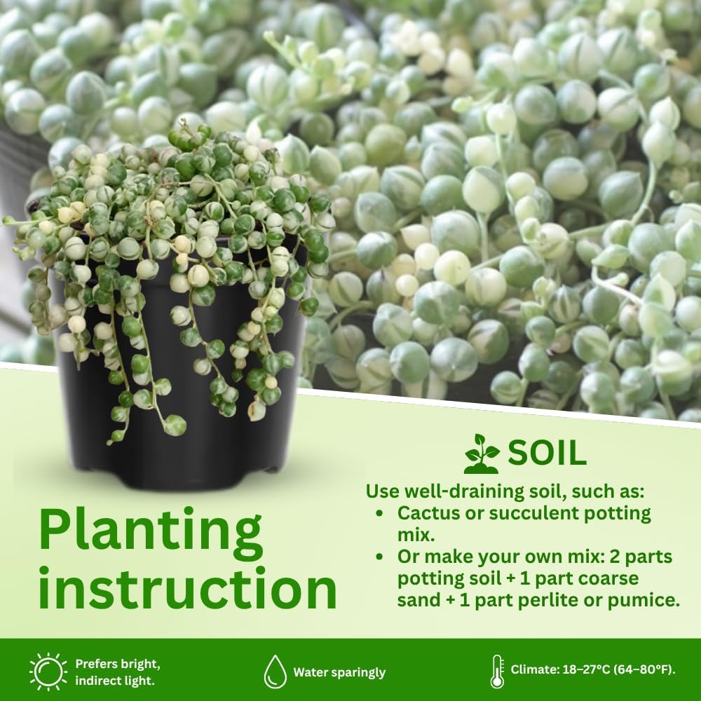 String of Pearls Plant Live 4 Inch Pot, Rare Succulents Plants in Hanging Baskets, Trailing Succulent Houseplant for Home Office (Variegated String of Pearls)
