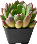 2" Live Succulent Plants Sedeveria Pink Ruby, Mini Potted Succulents, Easy Care Indoor Houseplant, Unique Gifts, Home Office Décor