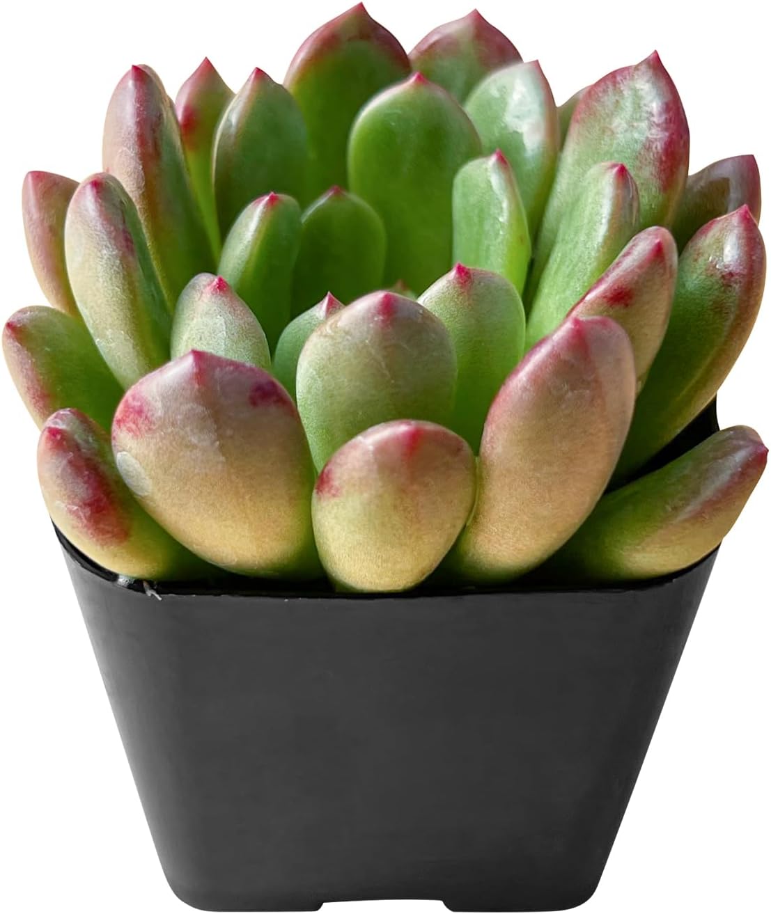 2" Live Succulent Plants Sedeveria Pink Ruby, Mini Potted Succulents, Easy Care Indoor Houseplant, Unique Gifts, Home Office Décor