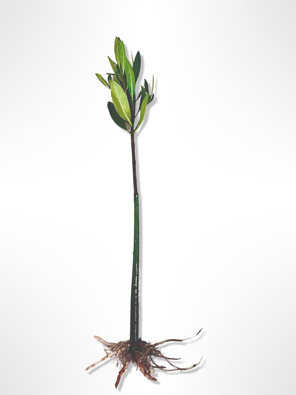 Generic AquaGardens | Red Mangrove - Live Plant (Small), Green