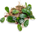 SubstrateSource Bucephalandra Brownie Athena Live Aquarium Plant - Natural Freshwater Fish Tank Decorations, Aquatic Décor - Plant (10-15 Leaves)