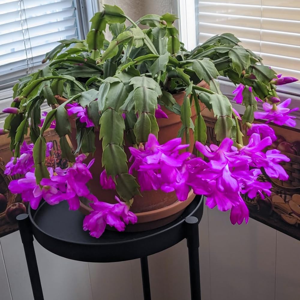 Purple Christmas Cactus Live Plant, Holiday Cactus Live for Indoor Outdoor Garden, 4 Inches Pot