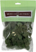 Preserved Reindeer Moss - Moss for Crafts, Home Decor, Art, Design & DIY Projects - Non-Toxic - USA Made (Basil, Small)