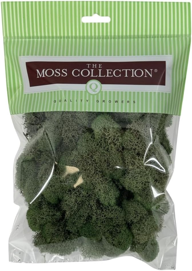 Preserved Reindeer Moss - Moss for Crafts, Home Decor, Art, Design & DIY Projects - Non-Toxic - USA Made (Basil, Small)