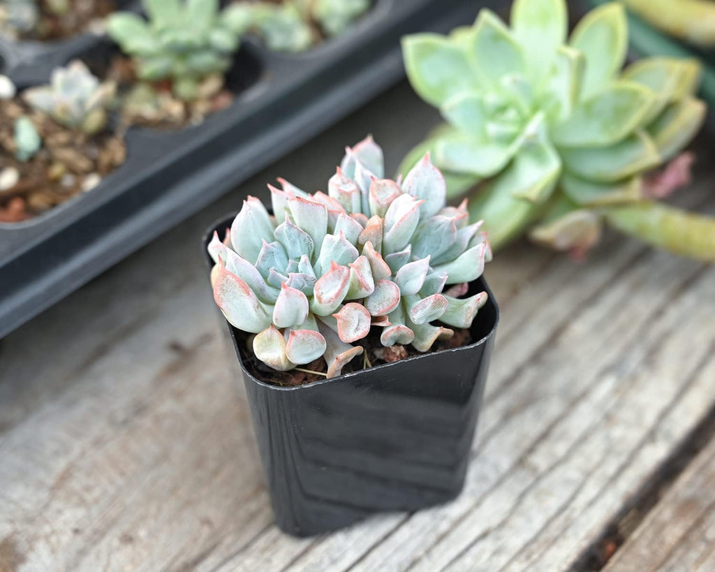 Sprout N Green Pink Succulents Collection, 3 Live Succulent Plant Fully Rooted in 2 inch Starter Pot, Home Office Indoor Outdoor Wedding Decoration DIY Projects Party Favor