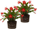 2 Christmas Cactus Plants Live, Holiday Blooming Indoor Plants Live Houseplants, Hanging Baskets Easy Care, Well-Rooted 5-8" Tall, No Pot, Bareroots, Single Stems (Red Christmas Cactus)
