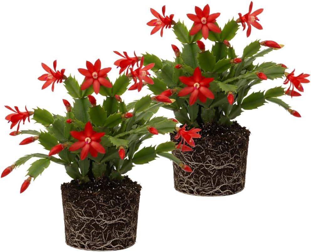2 Christmas Cactus Plants Live, Holiday Blooming Indoor Plants Live Houseplants, Hanging Baskets Easy Care, Well-Rooted 5-8" Tall, No Pot, Bareroots, Single Stems (Red Christmas Cactus)
