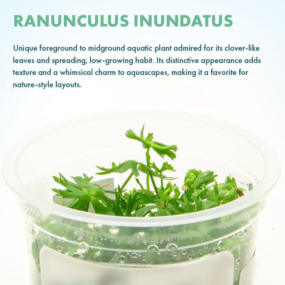 SubstrateSource Live Plant - River Buttercup (Ranunculus inundatus) - Foreground Carpet, Snail-Free in Vitro Aquarium Plant - Tissue Culture