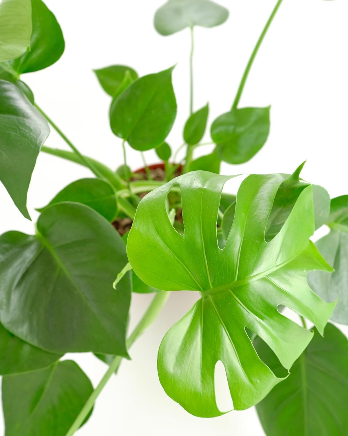 Shop Succulents Monstera Deliciosa Swiss Cheese Plant, Live Indoor Plant, Easy to Grow Split Leaf Houseplant in Grow Pot, Housewarming, Decoration for Home, Office, and Room Decor, 6 Inch
