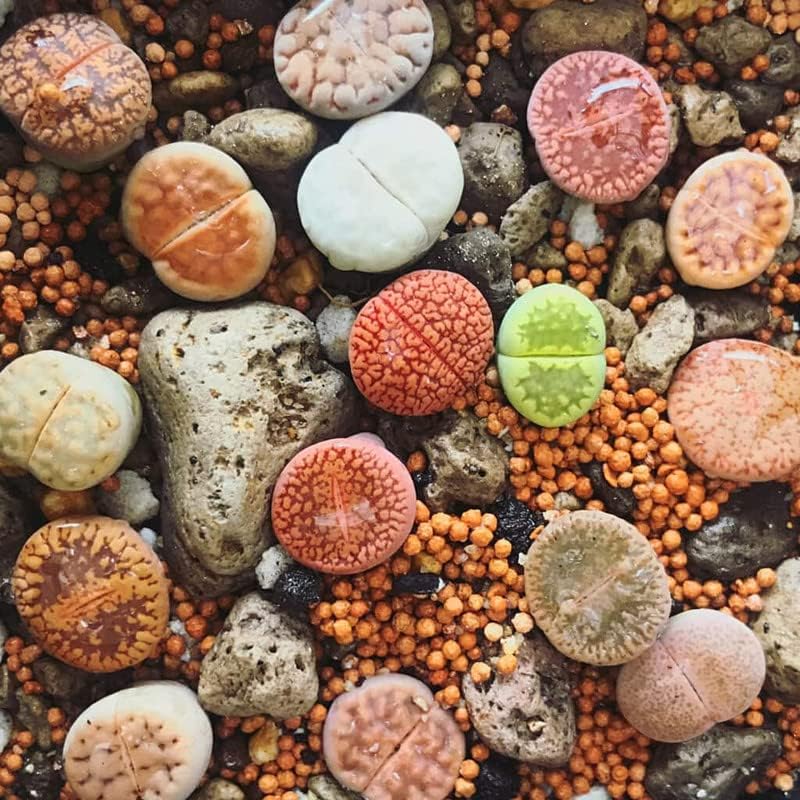 50 Mix Lithops Live Plants Succulent Living Stones 0.3 to 0.5 Inc Home Garden