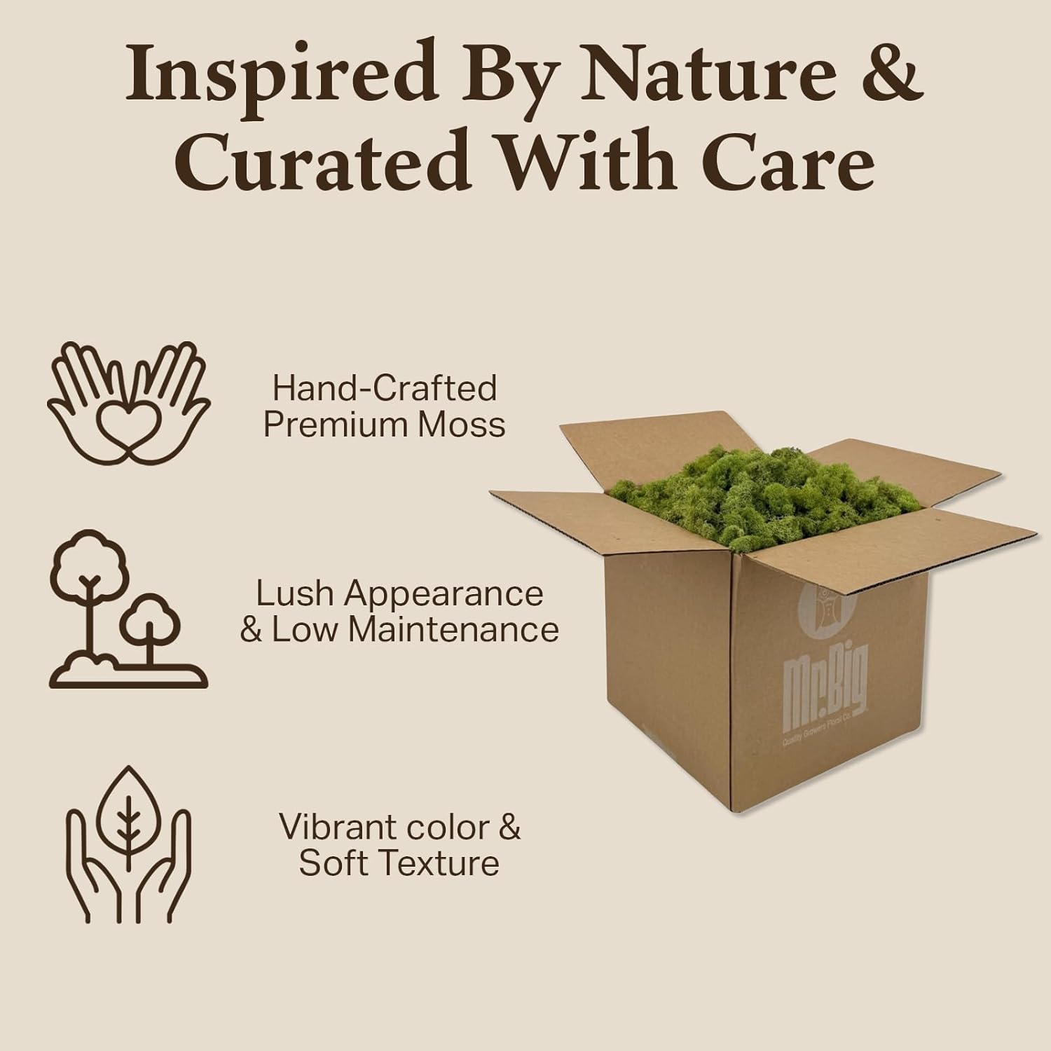 Preserved Reindeer Moss - Moss for Crafts, Home Decor, Art, Design & DIY Projects - Non-Toxic - USA Made (Spring Green, Standard Box)