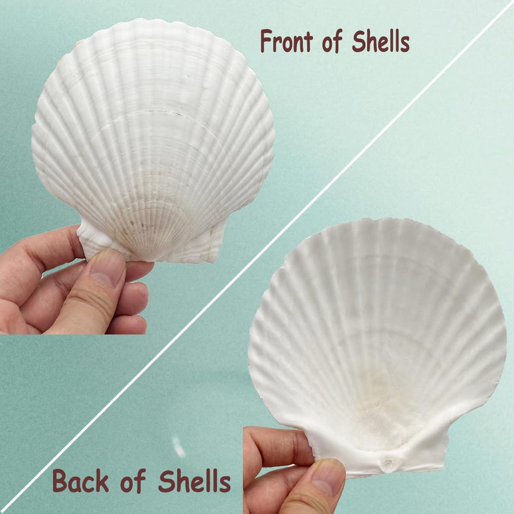 Dorothy 10 PCS Natural Sea Shells for Crafts 4-5 Inches White Bulk Scallop Shells for Decorating, DIY Crafts Decor, Wedding Decoration, Beach Theme Party, Home Decor（10-12cm）