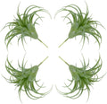 Artificial Air Plants 4Pcs 6x5 Realistic Air Plants PE Artificial Succulents Low Maintenance Tillandsia DIY Faux Greenery for Flower Arrangement