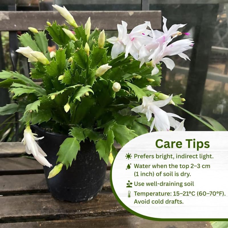 2 Christmas Cactus Plants Live, Holiday Blooming Indoor Plants Live Houseplants, Hanging Baskets Easy Care, Well-Rooted 5-8" Tall, No Pot, Bareroots, Single Stems (White Christmas Cactus)