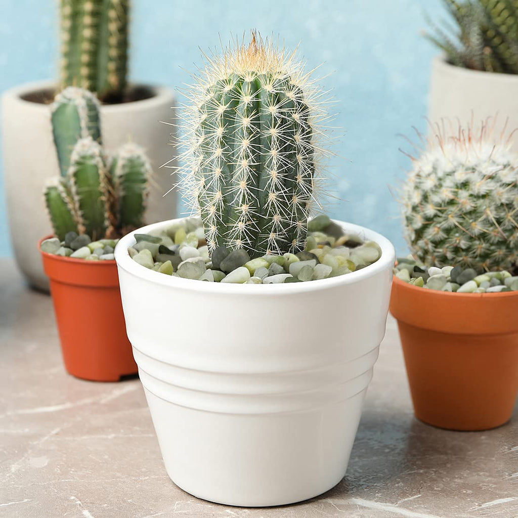 2LB Succulent and Cactus Jade Pebbles, 3/8 Inch Natural Decorative Polished Stones, River Rocks for Indoor Plants, Vases, Planters and Outdoor Gardening