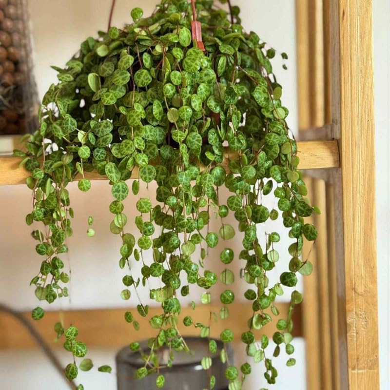 String of Turtles Live Plant, Rare Succulent Houseplant Indoor Home Decoration