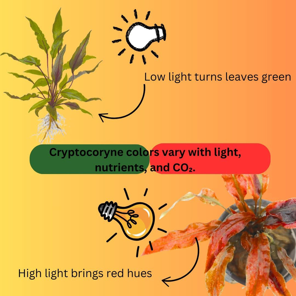 Green Cryptocoryne Wendtii Live Freshwater Aquarium Plants, Live Aquarium Pond Aquatic Plant