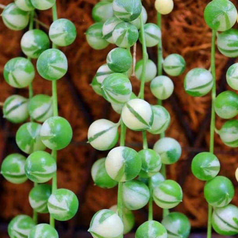 String of Pearls Plant Live for Planting, String of Pearls Pot, Live String of Pearls Plant, Fully Rooted, Hanging Succulent Houseplant, Frosted String of Pearls 2.5" Pot