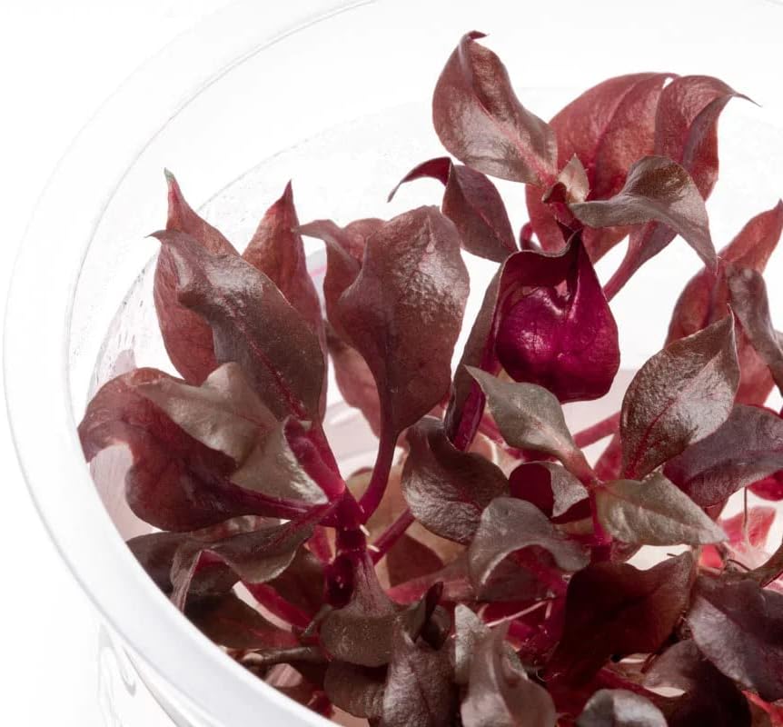 Tissue Culture Live Aquarium Plants | in Vitro Freshwater Aquatic Plants for Small Aquariums and Foreground (Alternanthera Reineckii)