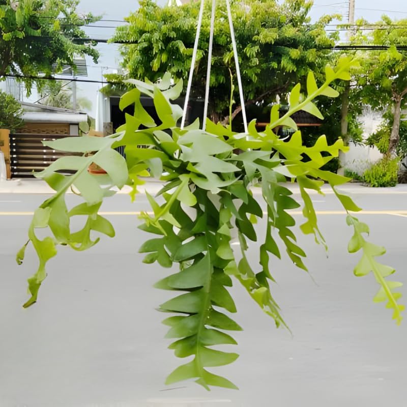 RIC Rac Cactus Live Plant in 4" Pot | Low-Maintenance Indoor Cactus for Shelves and Hanging Displays | Beautiful Gift for Plant Lovers