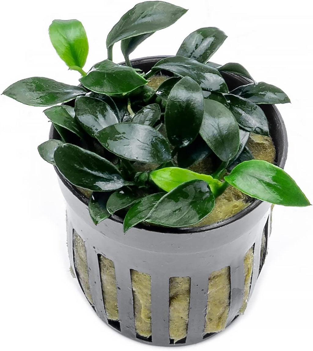 SubstrateSource Anubias Live Aquarium Plants - Potted Freshwater Plant for Fish Tanks, Terrariums - Beginner Friendly Low Light (Jungle Star, 1 Pot)