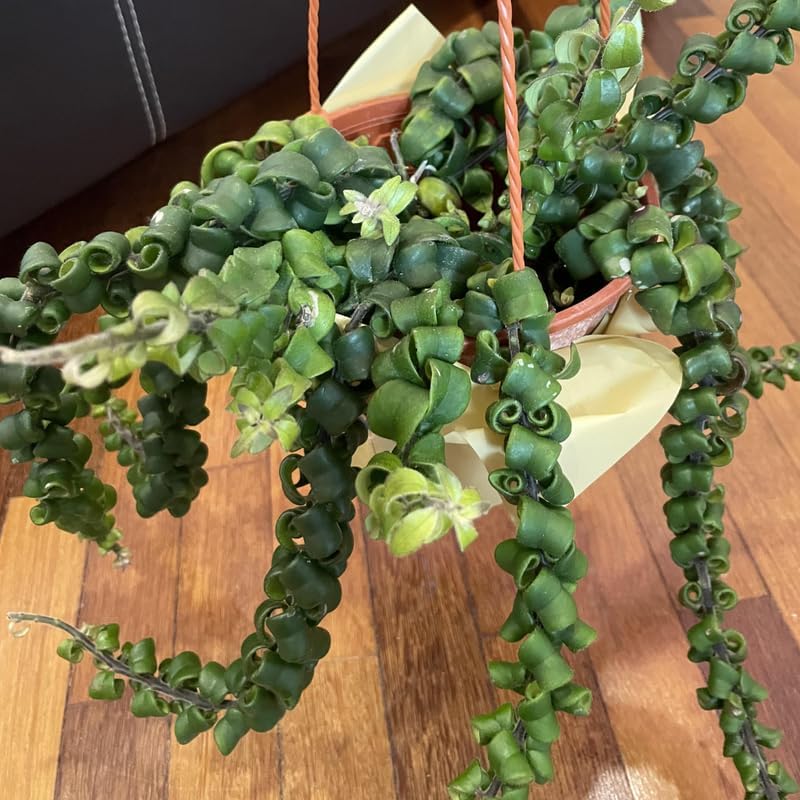 Lipstick Plants Live Houseplants Indoor |4 Inch Tall Indoor Flowering Twister Lipstick Plant Aeschywanthus for Hanging Baskets or Home Décor