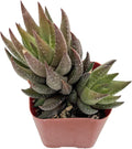 2" Live Succulent Plants Haworthia rubrobrunnea, Mini Potted Succulents, Easy Care Indoor Houseplant, Unique Gifts, Home Office Décor