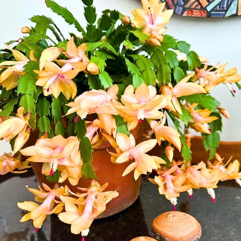 Set 2 Christmas Cactus Plants Live, Hanging Baskets Houseplants, Holiday Cactus Indoor Plants Live Well-Rooted 4-9" Tall, No Pot (Yellow)