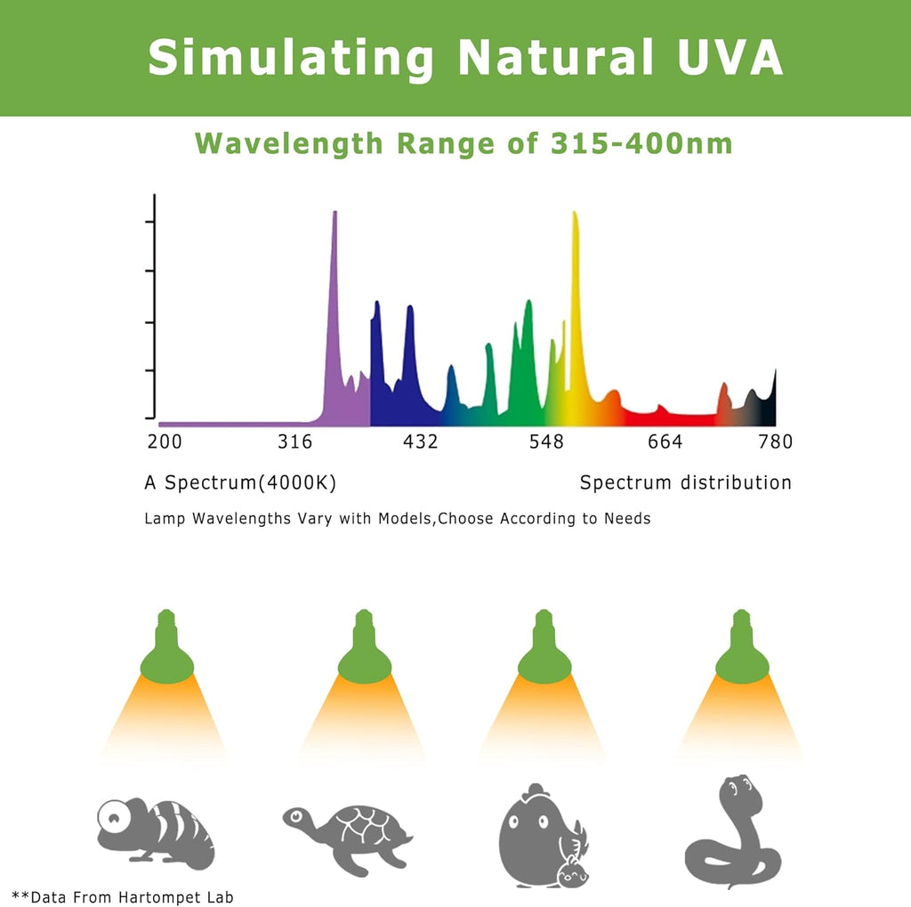 Reptile Heat Lamp Bulbs 75W E26 - UVA Basking Spot Light for Reptiles - Simulated Sunlight for Bearded Dragon, Lizard, Tortoise, chickss and More | 2 Pack