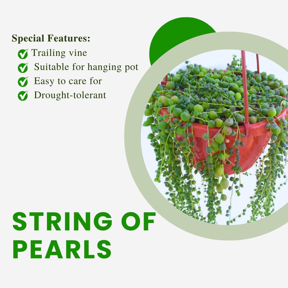 String of Pearls Plant Live, String of Pearls Succulent Plant, Trailing Succulent Houseplant for Hanging Basket, 2 Inches Pot