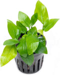 SubstrateSource Anubias Live Aquarium Plants - Potted Freshwater Plant for Fish Tanks, Terrariums - Beginner Friendly Low Light (Nana Golden, 1 Pot)
