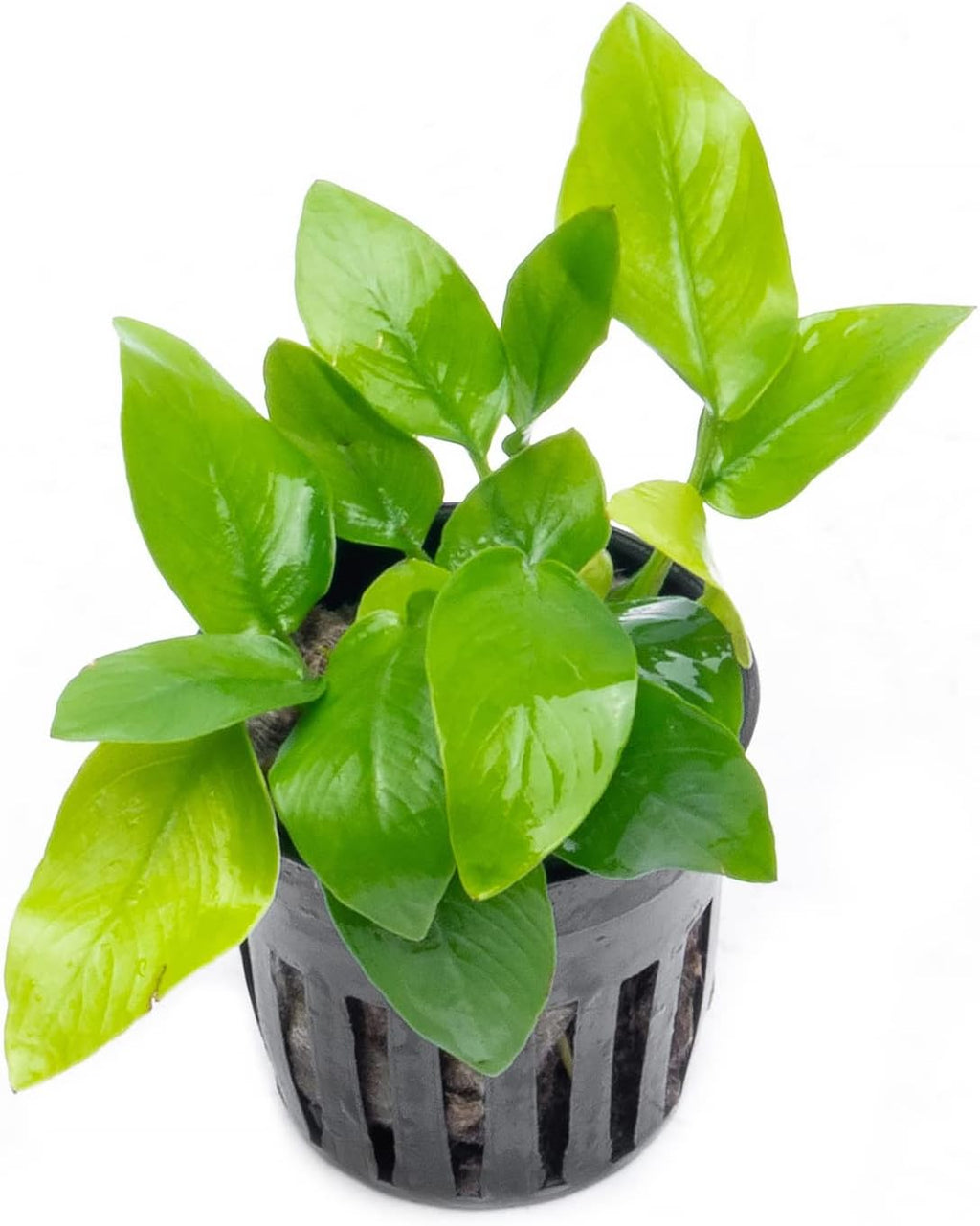 SubstrateSource Anubias Live Aquarium Plants - Potted Freshwater Plant for Fish Tanks, Terrariums - Beginner Friendly Low Light (Nana Golden, 3 Pots)