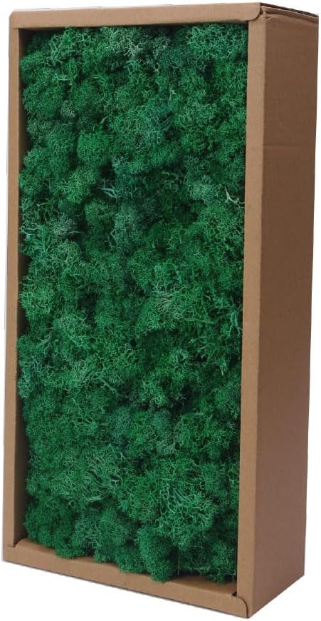 Preserved Reindeer Moss Craft Kit - 17.6oz Natural Green - DIY Art Wall Florist Terrariums Decor (Turquoise 17.6 OZ)