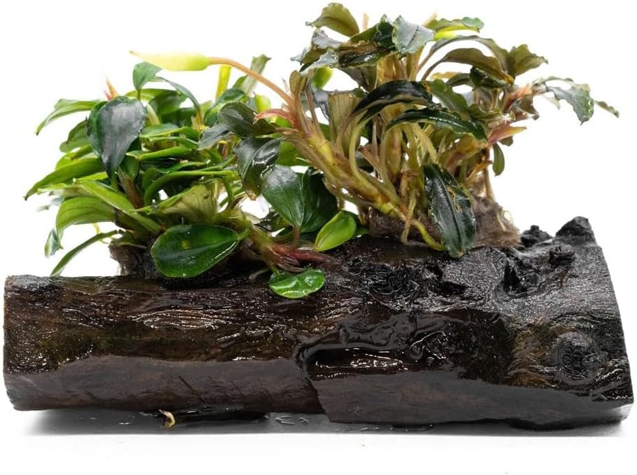 SubstrateSource Live Planted Decor - Bucephalandra Mix on Driftwood (Farmed) - Green Iridescent Aquatic Plants, Low to Medium Light, Foreground to Midground Tank Placement for Aquascaping - 1 Pack