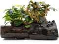 SubstrateSource Live Planted Decor - Bucephalandra Mix on Driftwood (Farmed) - Green Iridescent Aquatic Plants, Low to Medium Light, Foreground to Midground Tank Placement for Aquascaping - 1 Pack