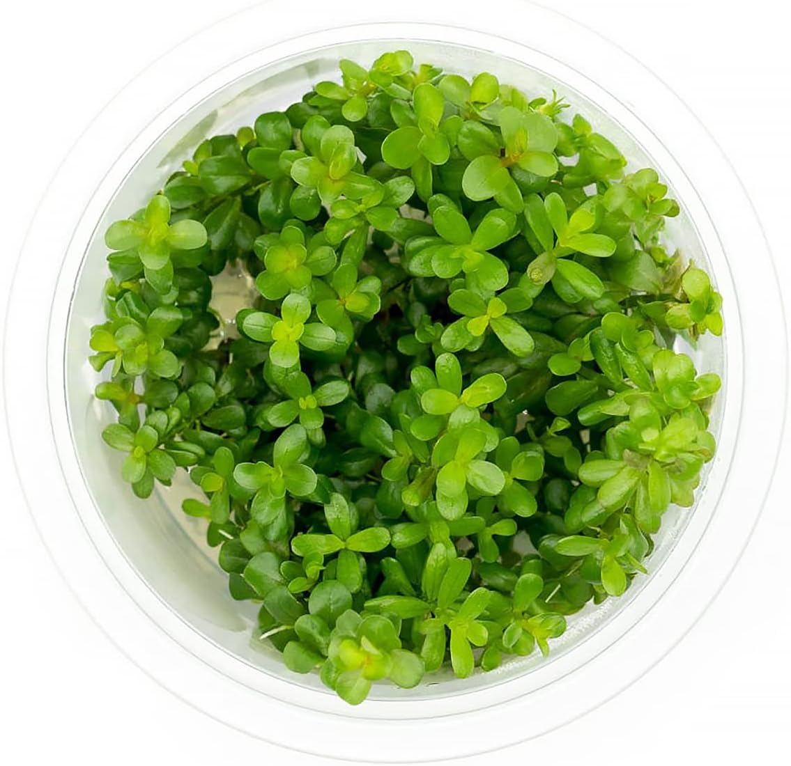 SubstrateSource Live Plant - Rotala Coin Leaf Tissue Culture Aquatic Live Aquarium Plant - 100% Snail Free in Vitro Cup (Rotala Coin Leaf)